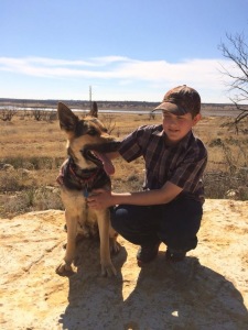 Working Line german shepherd Clyde, TX
